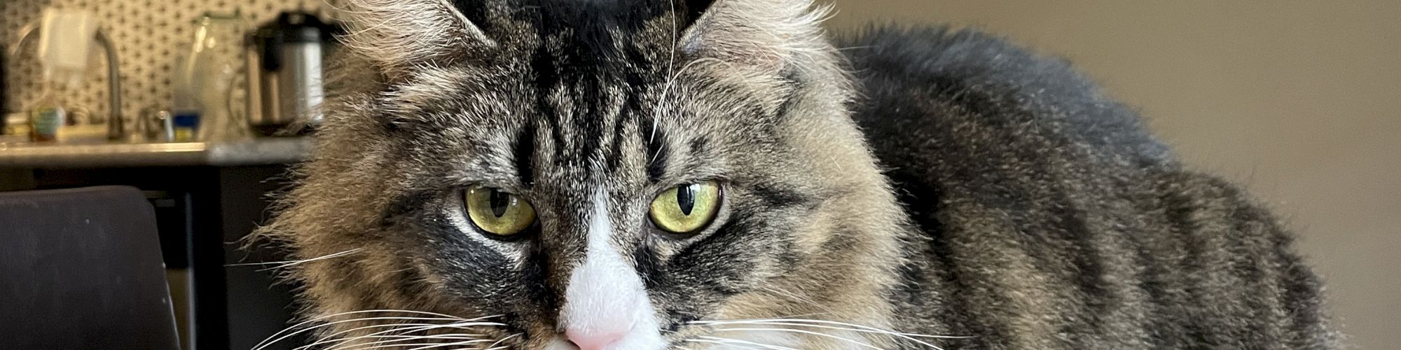 A fluffy tabby cat lounging on a cardboard box in a kitchen, with paws tucked in and a calm, curious gaze.