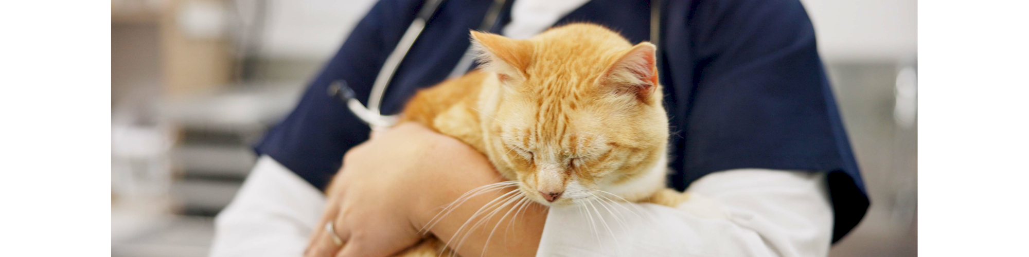 Animal Assistance League of Orange County