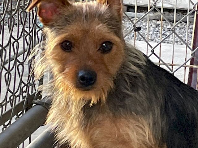 A scruffy terrier mix with brown and black fur sits on a balcony, looking at the camera with alert ears and a curious expression.