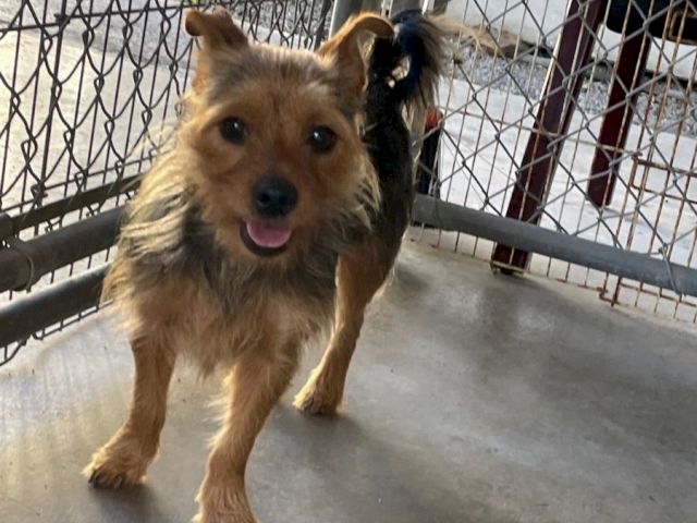 A fluffy brown dog standing on a snowy balcony, looking toward the camera.