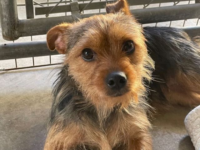 A scruffy, alert terrier mix with brown and black fur, sitting on a concrete floor near a gate, looking at the camera.