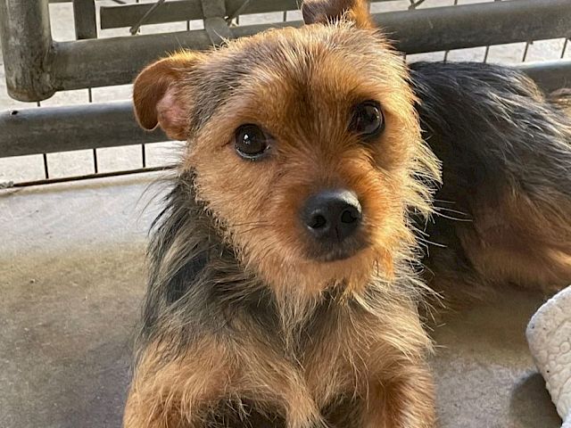 A small terrier mix with scruffy brown and black fur, soulful eyes, ears perked, resting on a concrete floor by a gate.