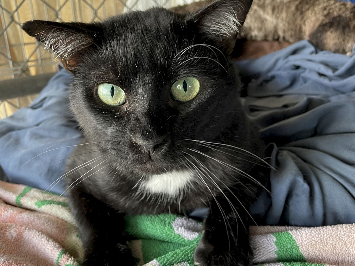 A black cat with bright green eyes sits on a blanket, inside a cozy crate area, looking at the camera with white whiskers.