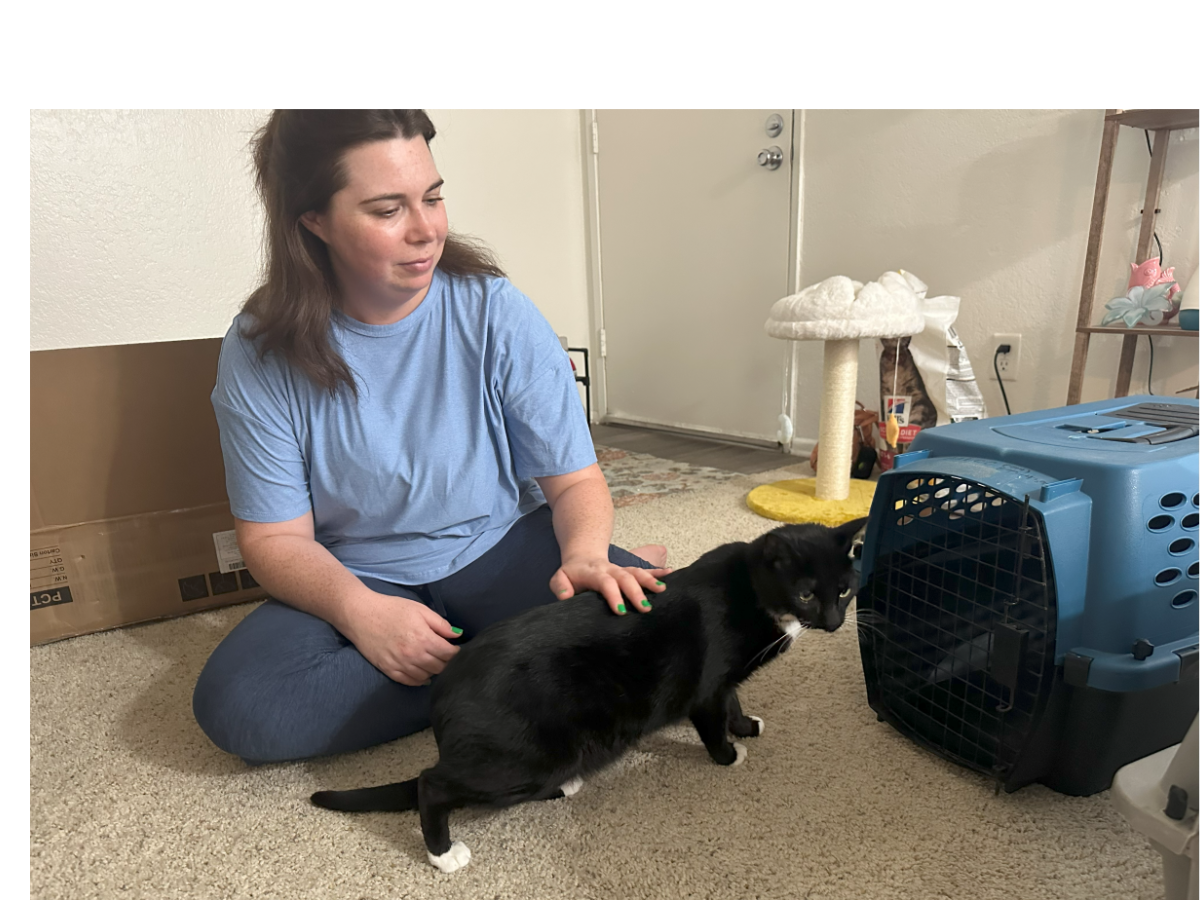 A person in a blue shirt sits on the floor with a black cat, near a blue pet crate and a scratching post in a cozy room.