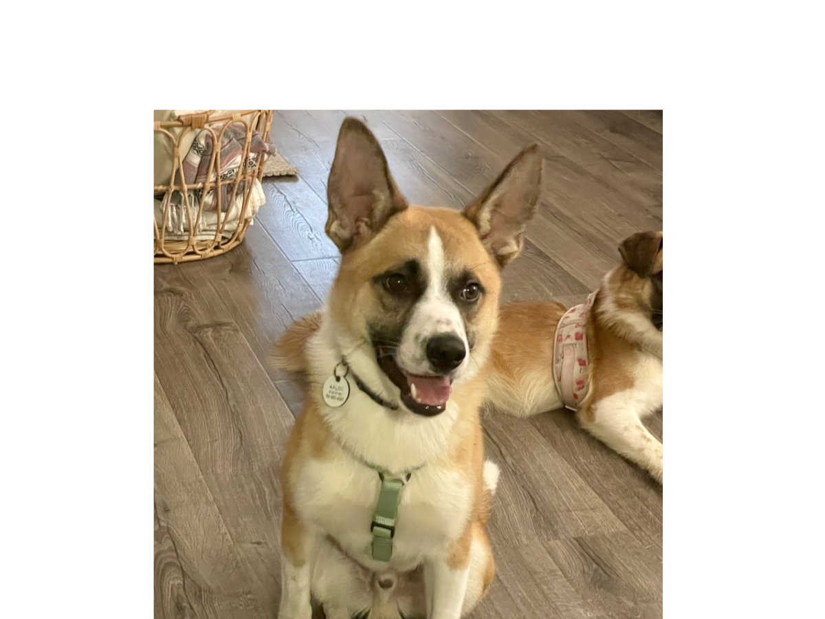 A happy tan-and-white dog with a green collar sits indoors, looks at the camera, while another dog rests nearby.