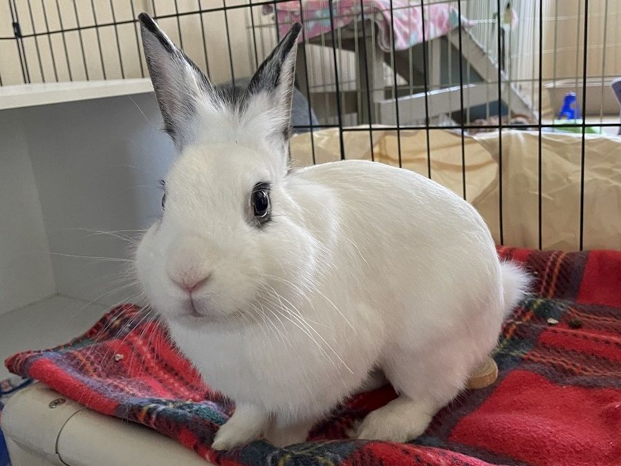 A fluffy white rabbit with black-tipped ears sits on a red blanket inside a cage. Overall, a cute indoor bunny moment.