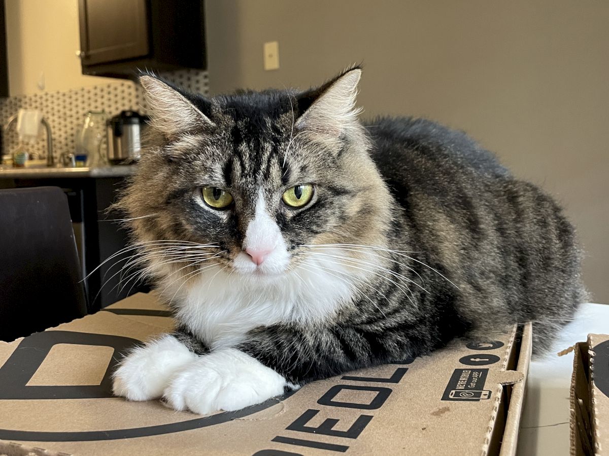 A fluffy tabby cat lounging on a cardboard box in a cozy kitchen, looking comfy yet curious, paws tucked in and eyes alert.