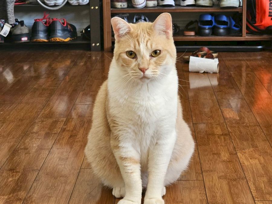 A cream-colored cat sits upright on a wooden floor, looking at the camera with a calm expression, behind it a shoe rack and cluttered workspace.