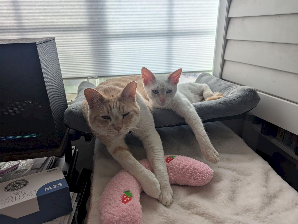 Two cats lounging on a soft blanket by a cozy window, with a pink plush toy nearby and a small TV/stuff on the side.