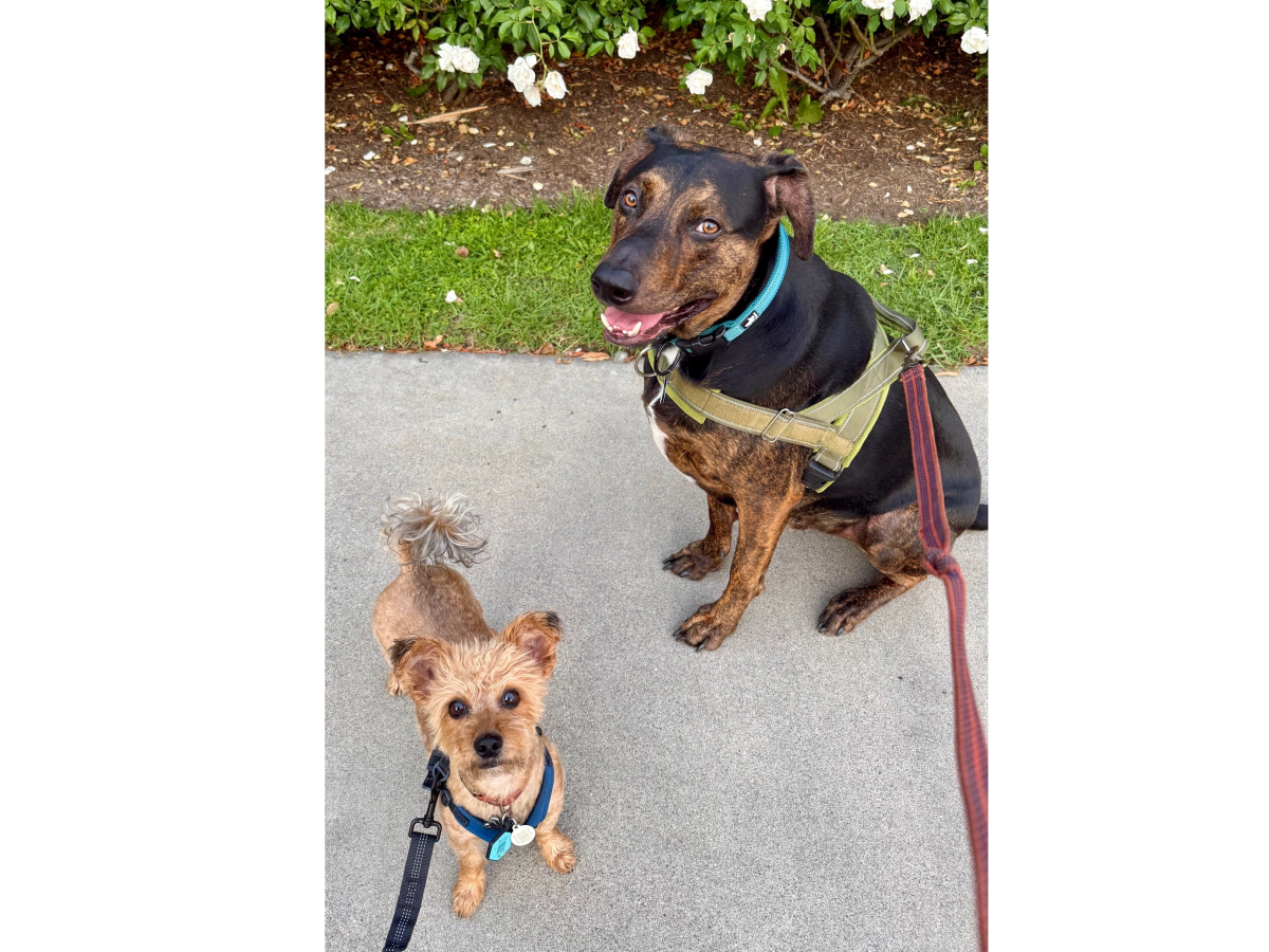 Two dogs on a leash outdoors: a small tan terrier mix and a larger brown-and-black dog wearing harnesses, standing on a sidewalk.