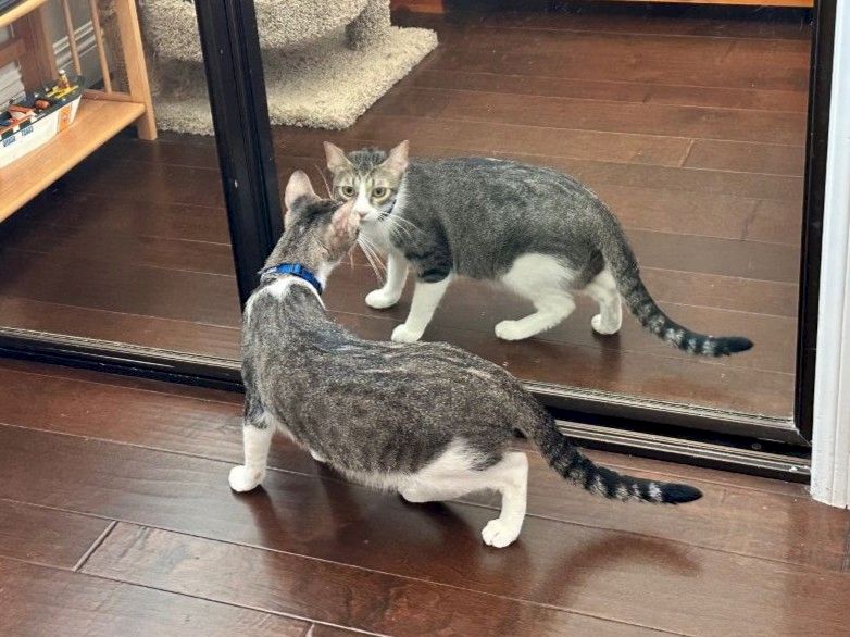 Two curious kittens face each other in front of a mirror, paws raised as if greeting, exploring their reflections in a cozy room.