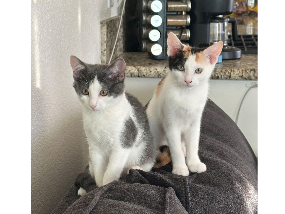 Two curious cats sit on a dark blanket by a kitchen counter, one gray and white, the other mostly white with patches, gazing at the camera.