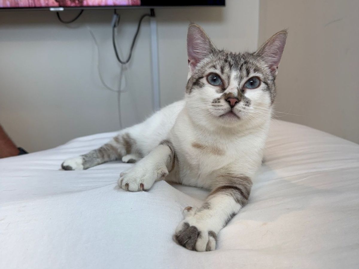 A curious cat lounging on a white bed, with front paws stretched out and a TV and cords in the background.