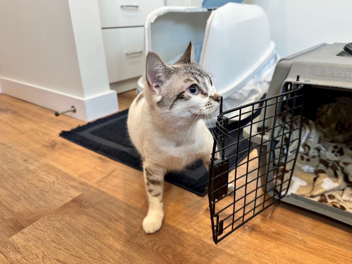 A curious tabby cat steps out of a crate toward a litter box, paws on the floor, indoors on wood flooring.