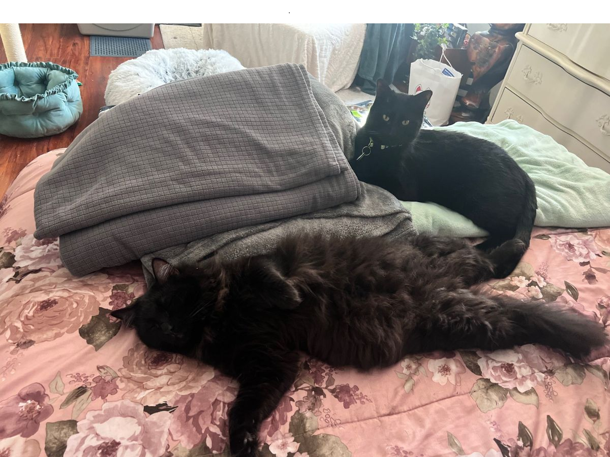 Two black cats lounging on a floral bedspread with blankets piled up, one curled under a gray blanket and the other awake nearby.