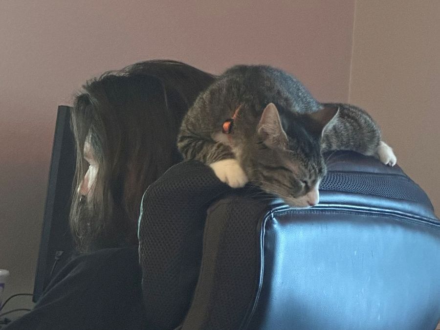A gray and white cat naps on a blue chair back, resting its head on a dark-haired person leaning forward, cozy indoor scene.