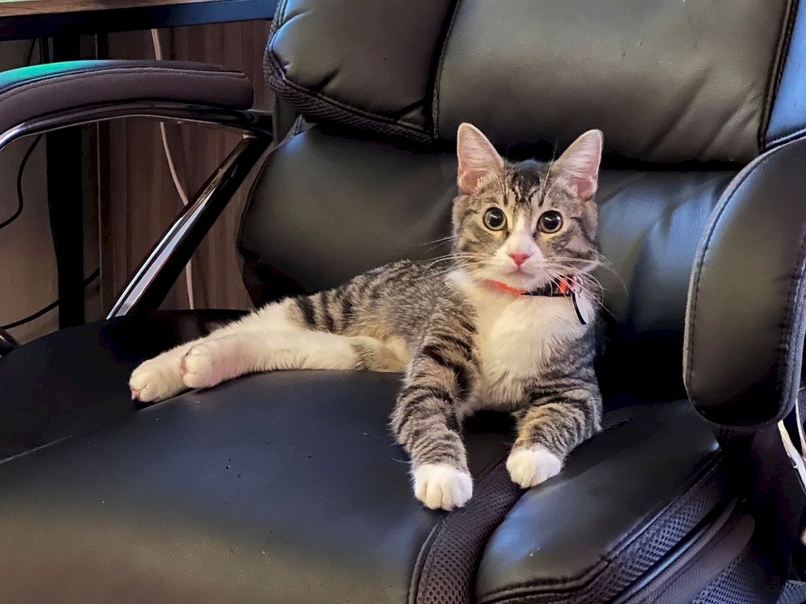 A cute tabby kitten with a white chest sits relaxed on a black office chair, paws outstretched and alert eyes blinking.