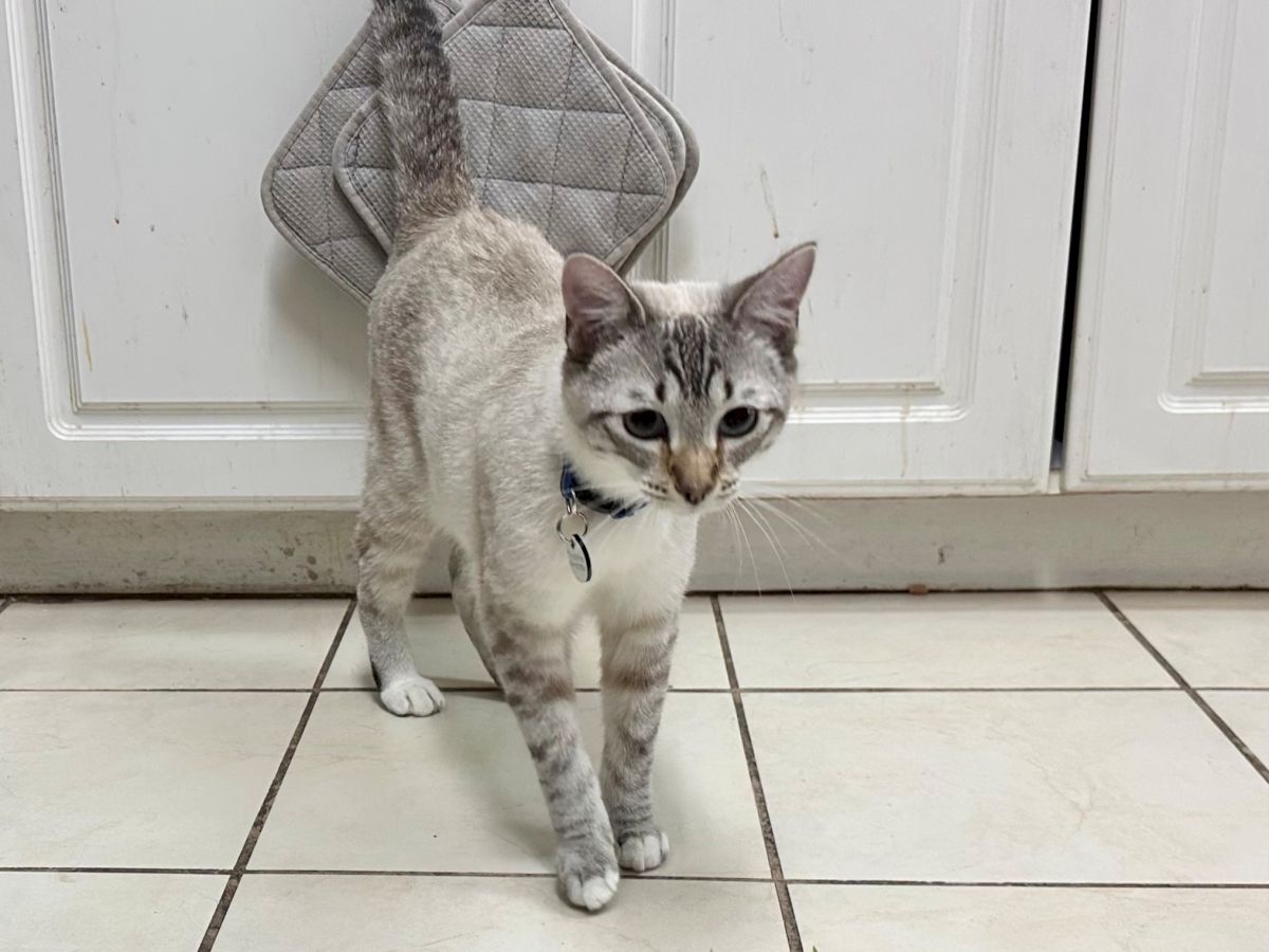 A curious cat wearing a gray coat stands on a tiled floor near a door, with a mat hook above and a patch of grass in the foreground.