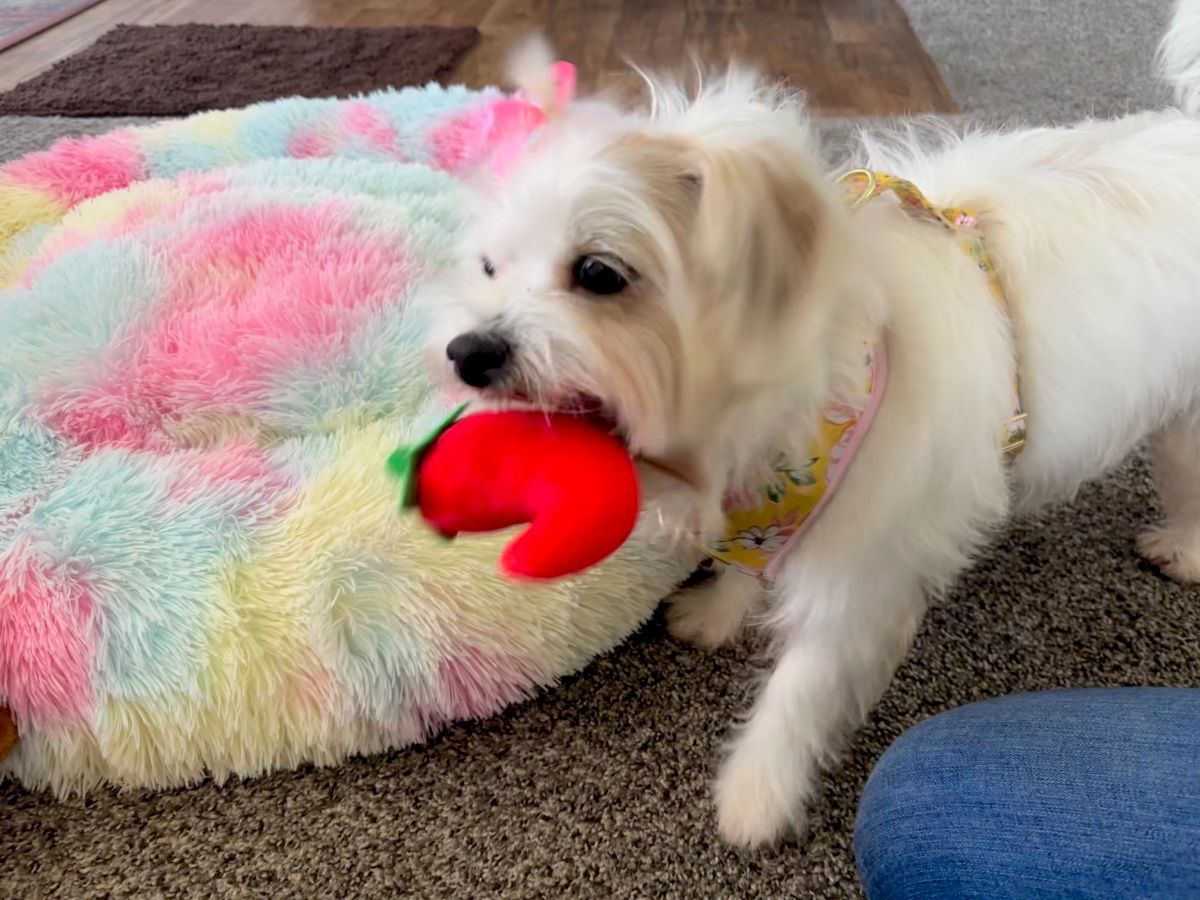 A small white dog with a fluffy coat chews a bright red toy near a pastel rainbow rug, indoors on a carpeted floor.