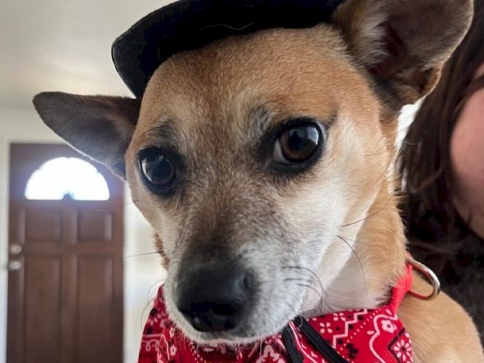 A brown and tan dog wearing a red bandana looks at the camera inside a home, with a door in the background and part of a person&rsquo;s face.