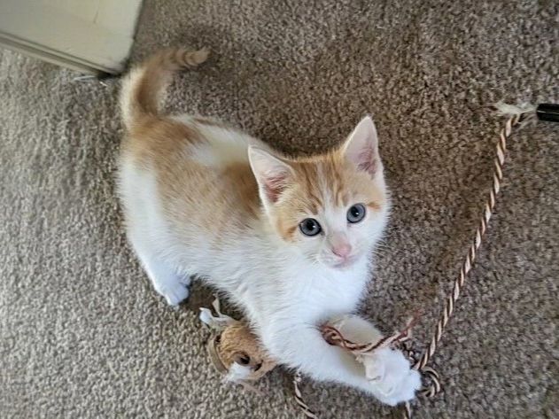 A cute orange-and-white kitten sitting on carpet, with a playful rope toy in its paws, looking up at the camera.