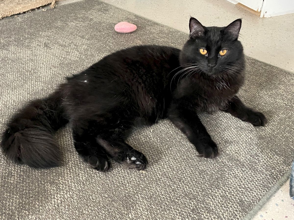 A fluffy black cat lounging on a gray rug with a pink toy nearby, looking at the camera, tail curled.