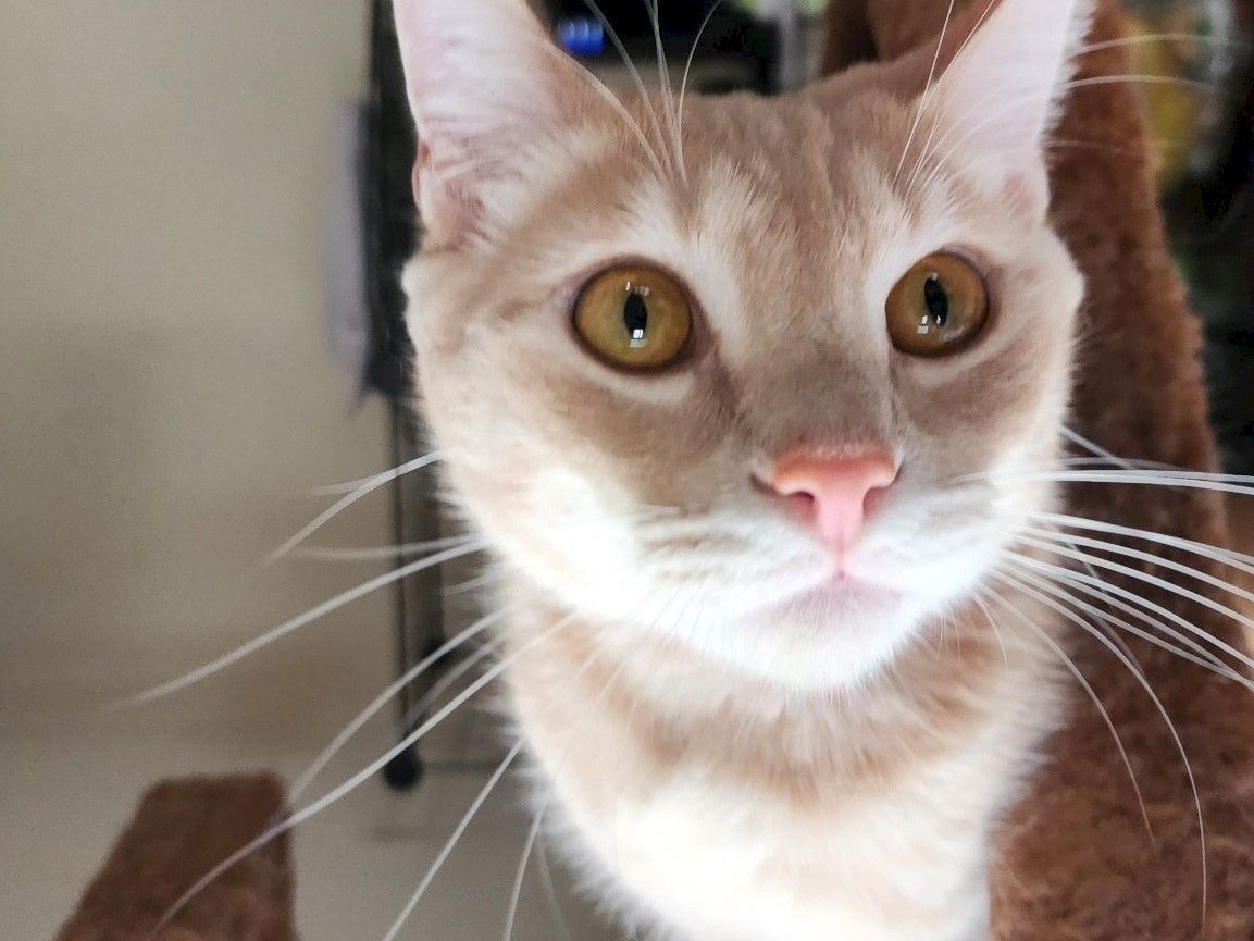 A curious cat with pale fur and bright amber eyes peeks toward the camera, whiskers spread wide, ears perked, indoors.