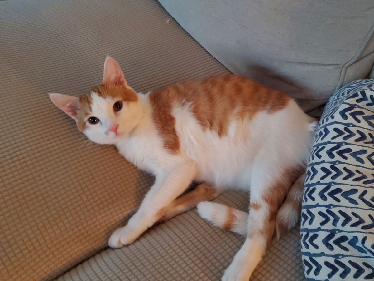 A relaxed orange-and-white cat lounging on a sofa, paws stretched out, looking at the camera.