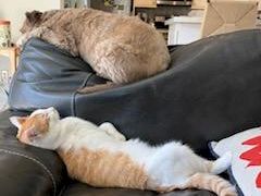 Two cats lounging on a black couch in a bright kitchen, one grayish-brown on top, the other white and orange lounging below.