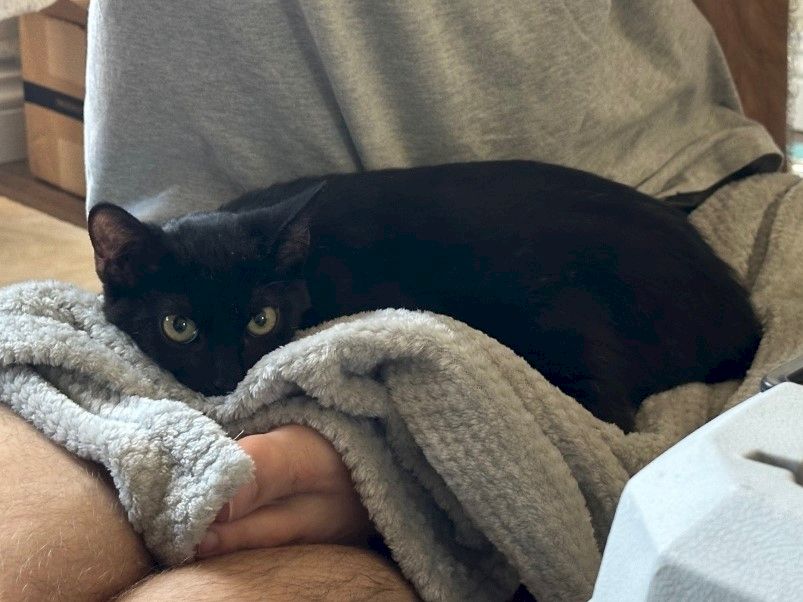 A black cat resting curled up on a soft gray blanket against a person&rsquo;s legs, with wide green eyes watching the camera.