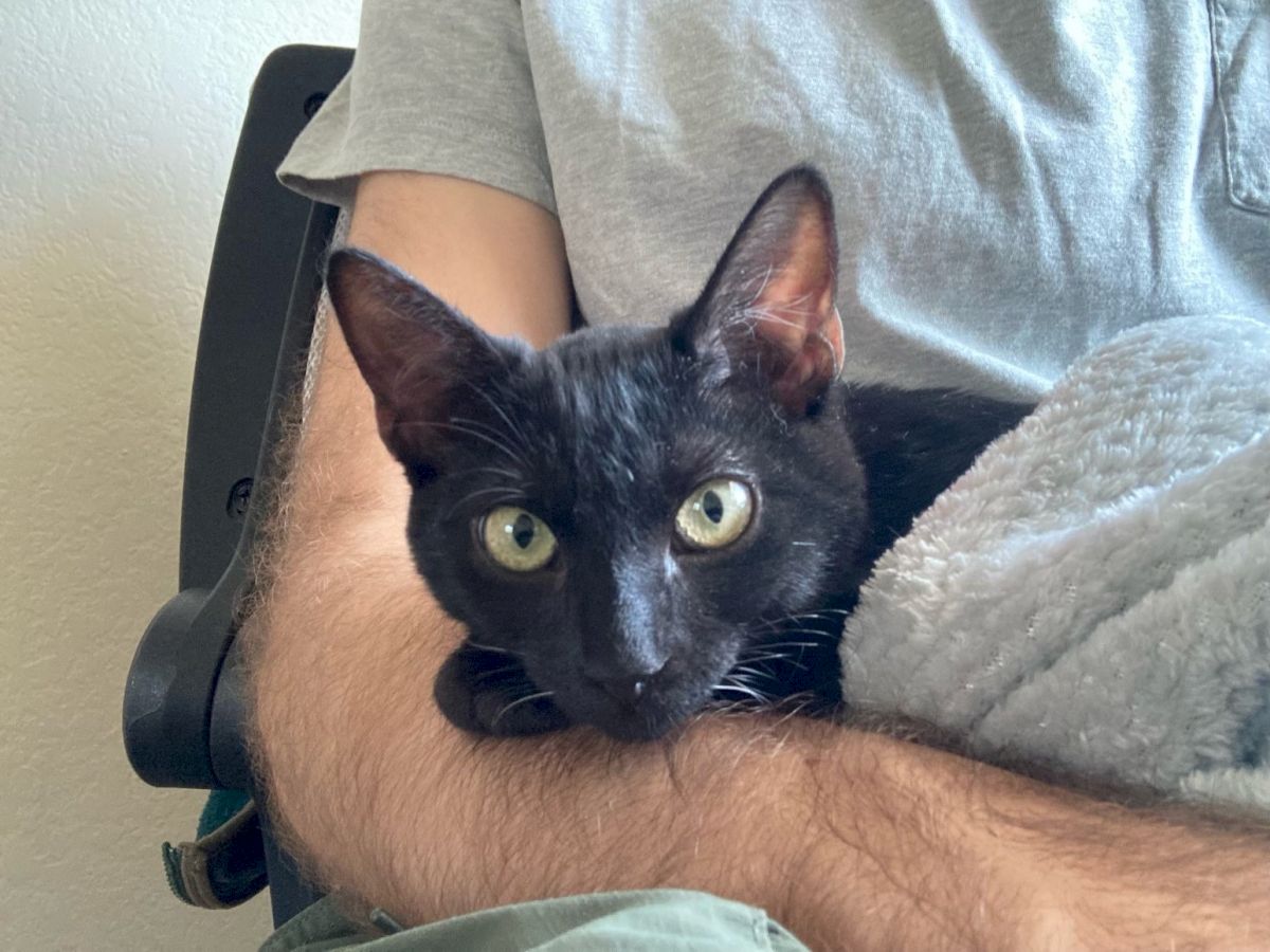 A black cat with big yellow-green eyes snuggles in a gray-clad person&rsquo;s arm, looking curiously at the camera.