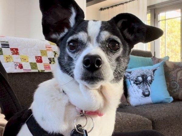 A black and white dog with one ear up, wearing a red harness, sitting indoors on a couch with colorful pillows.