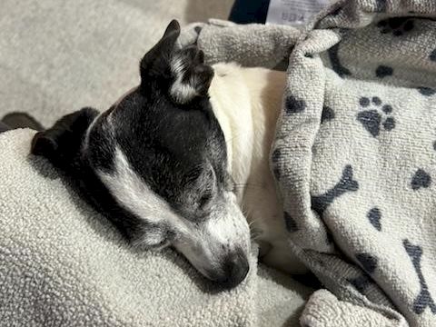 A sleepy dog snuggled under a soft blanket, resting its head on a cozy surface.
