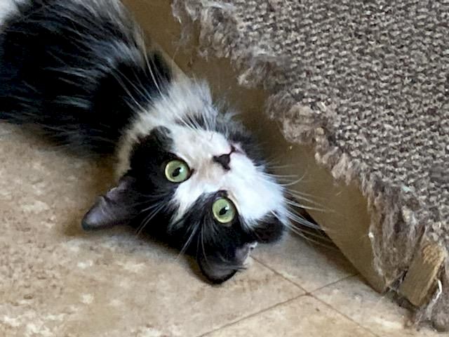 A cute black-and-white cat with big green eyes lying upside down next to a textured beige carpet edge.