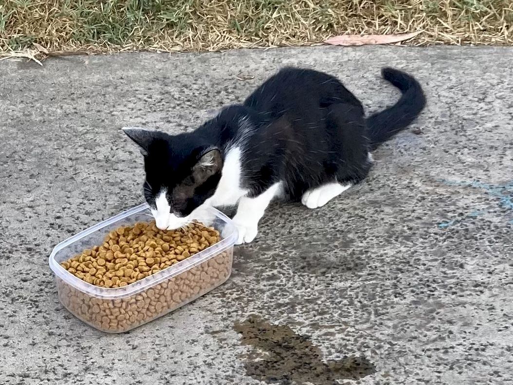 A black-and-white kitten happily eats from a shallow tub of dry cat food on a concrete surface, with a small wet patch nearby.