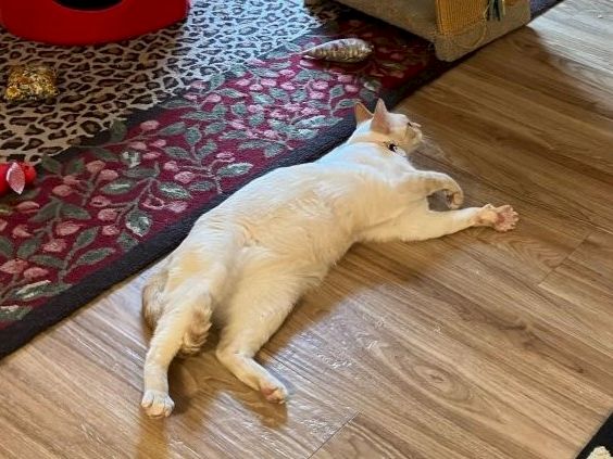 A white cat lies sprawled on a wooden floor, belly up, stretching with paws and tail relaxed, near a red-patterned rug.