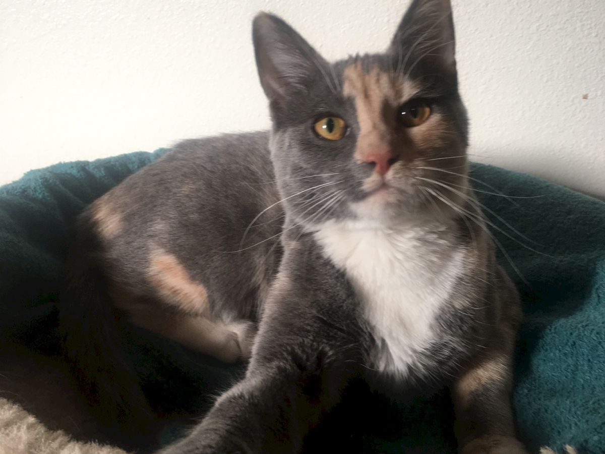 A grey, white, and orange cat lounging on a blanket, with one paw stretched forward and a curious expression on its face.