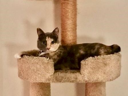 A calico cat lounging on a beige two-level cat tree, looking at the camera with a relaxed pose and green eyes.