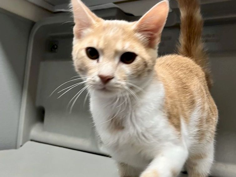 A curious cream and orange kitten perched on a car trunk shelf, looking at the camera with big ears and bright eyes.
