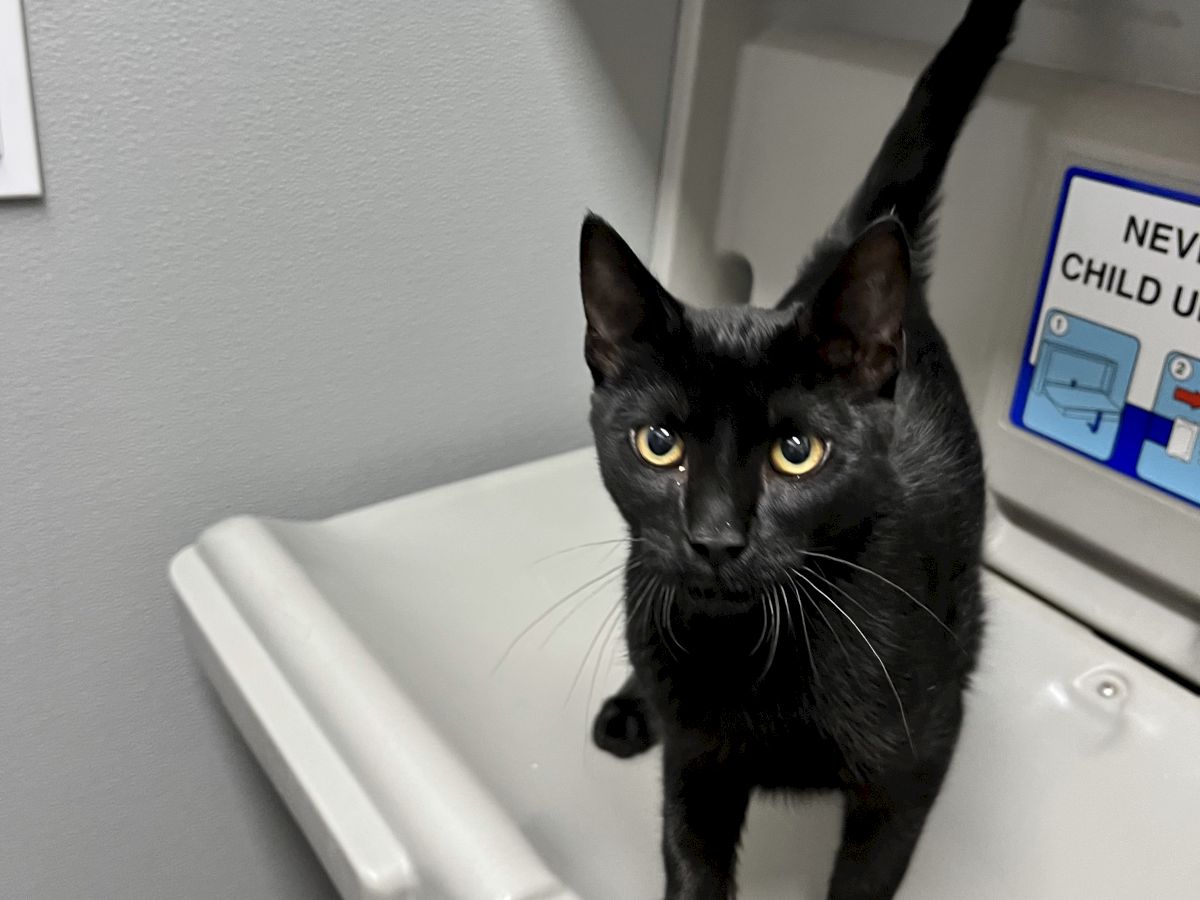 A curious black cat stands on a white medical cabinet, in a clinical room with a blue safety sign in the background.