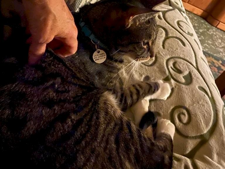Two cats cuddling on a patterned couch; a hand pets one of them, both appear relaxed and cozy.
