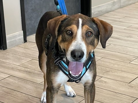 A happy, medium-sized dog with a brown and white coat, wearing a blue leash, standing indoors and looking at the camera, tongue out.