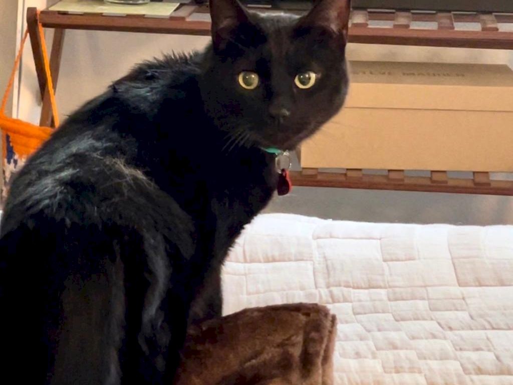 A black cat sits on a bed, looking over its shoulder with bright eyes. Top it at 140 characters, always ending the sentence.