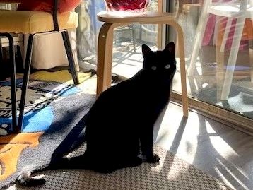 A black cat sits in a sunlit room by a glass door, shadows long on the rug, with chairs and a small table nearby.