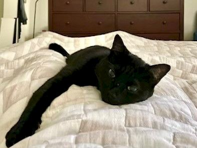 A black cat sprawled comfortably on a white quilt, head resting near the edge, with a wooden dresser in the background.