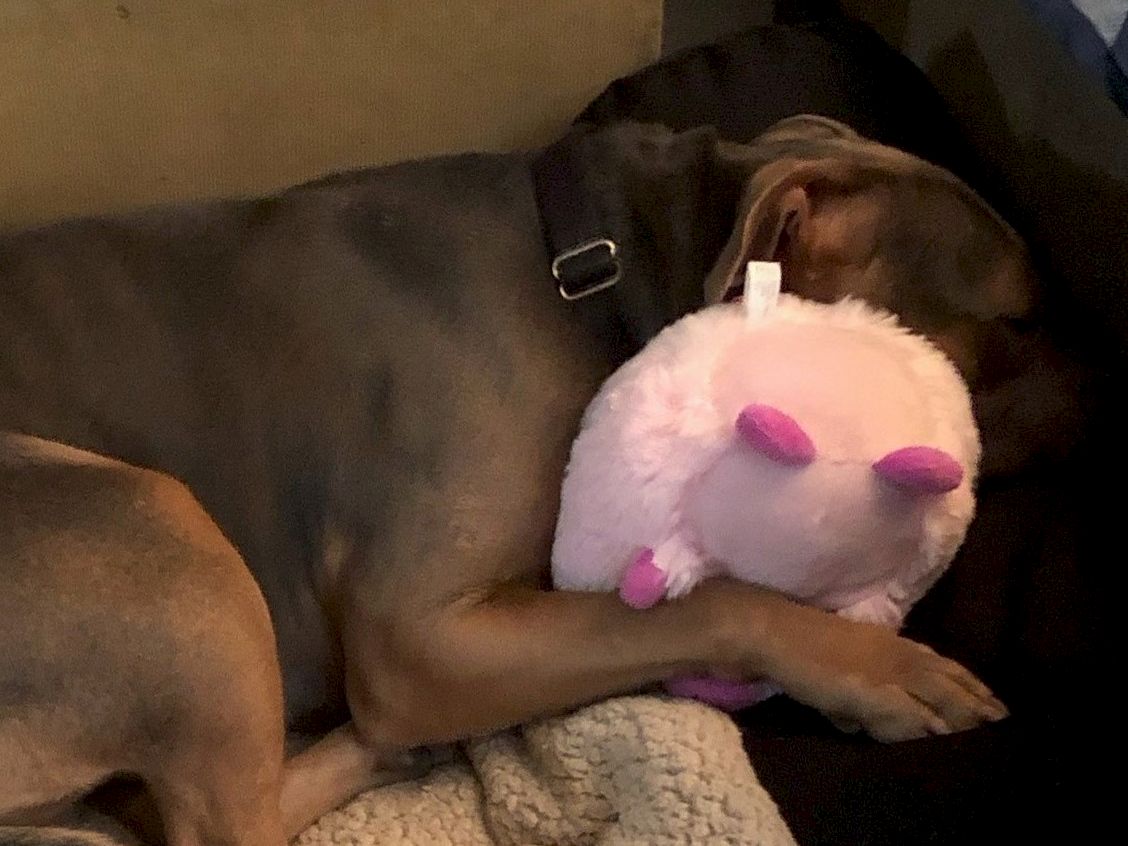 A dog is cuddling a pink stuffed plush with pink ears, resting on a blanket.