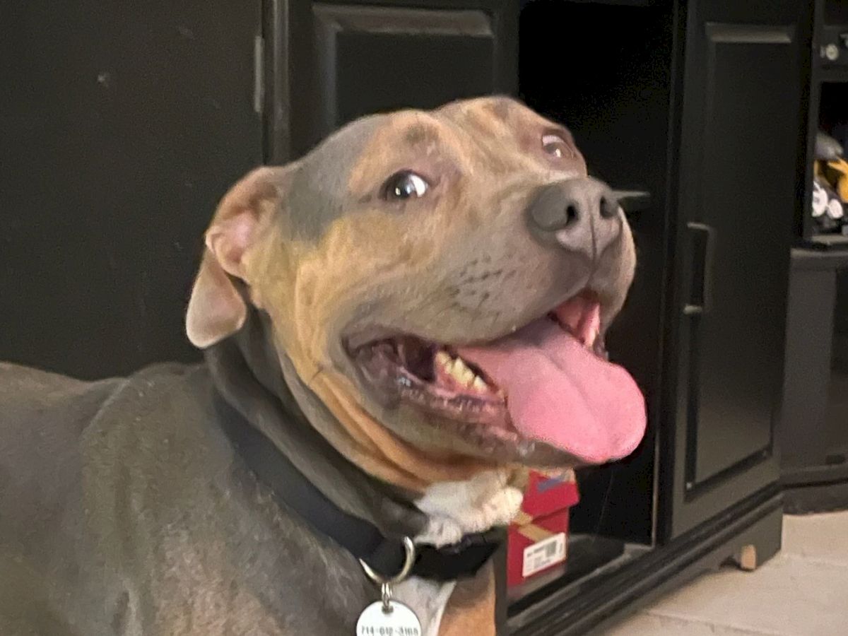 A happy brown and black dog with its mouth open and tongue out, indoors near a cabinet.