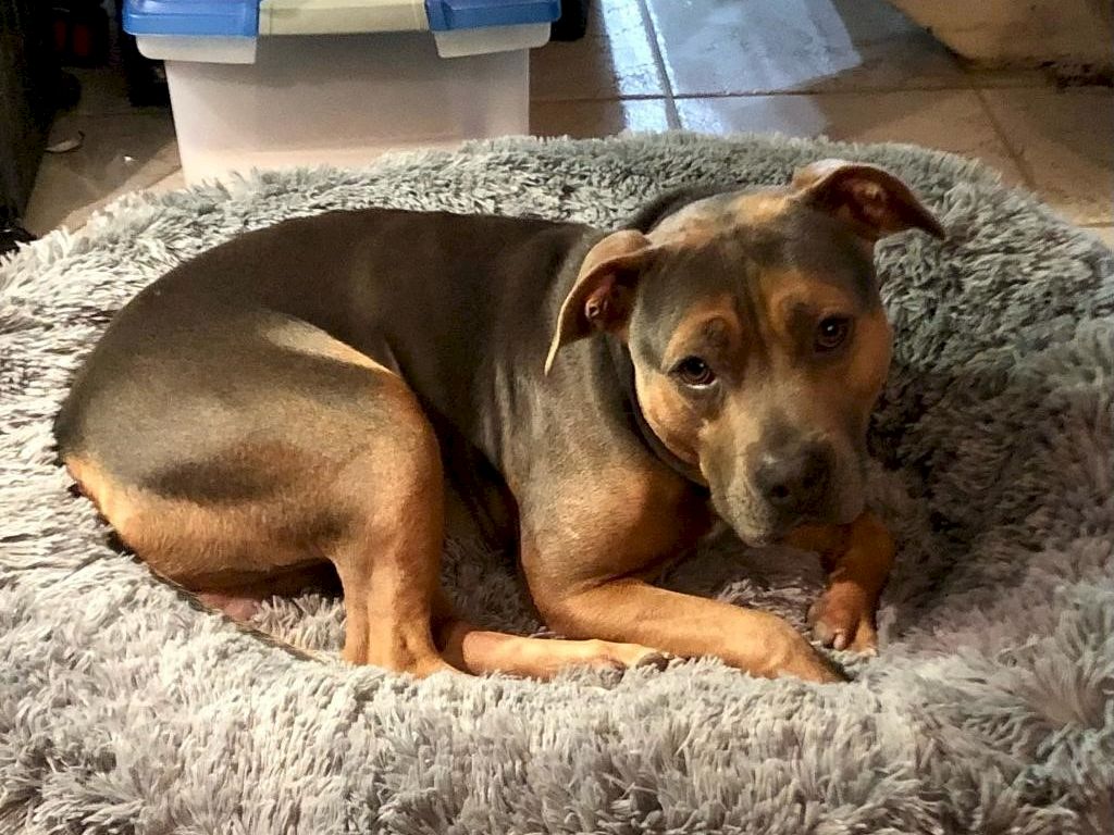 A brown-and-tan dog lying curled on a fluffy gray rug, looking at the camera with one ear up.