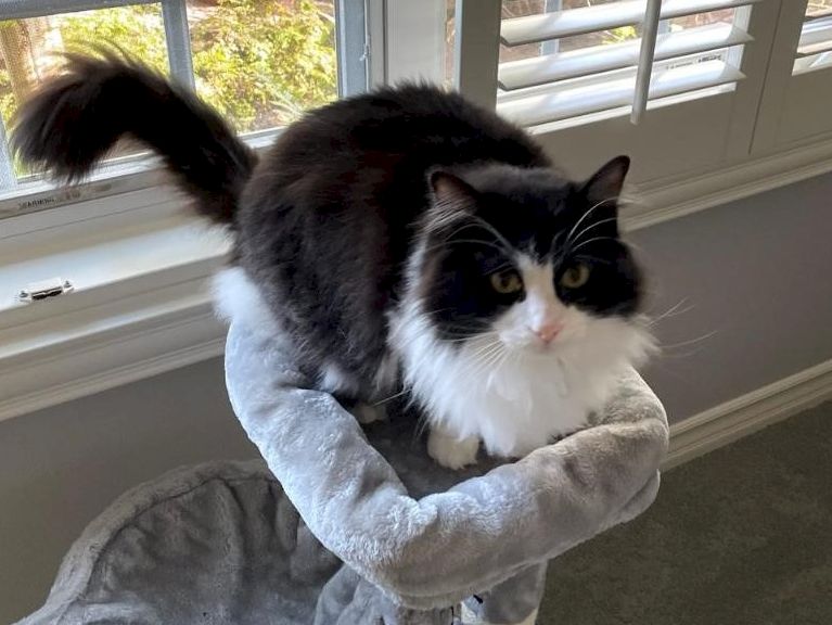 A fluffy black and white cat perched in a gray cozy bed on a window ledge, looking up with a calm expression.