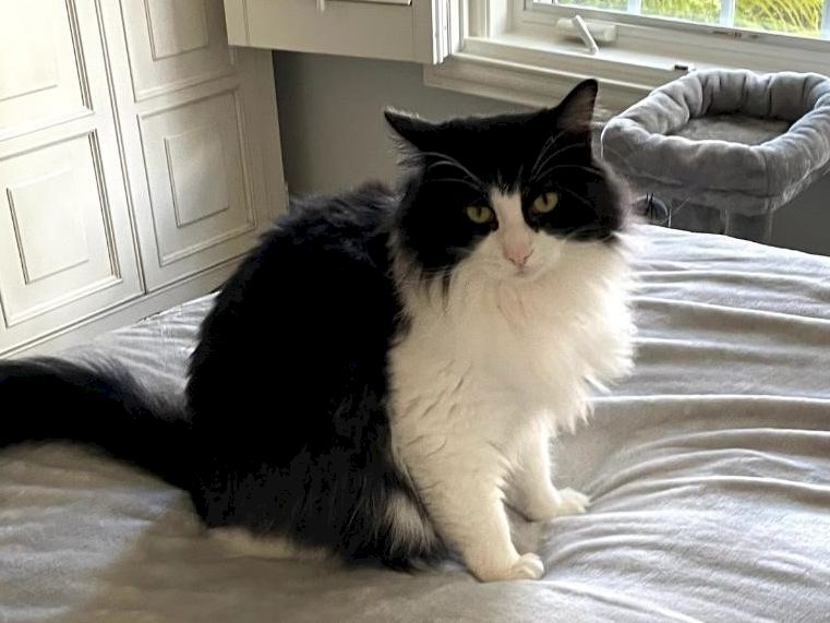 A fluffy black-and-white cat sits on a bed, looking at the camera with a calm expression in a cozy, sunlit room.